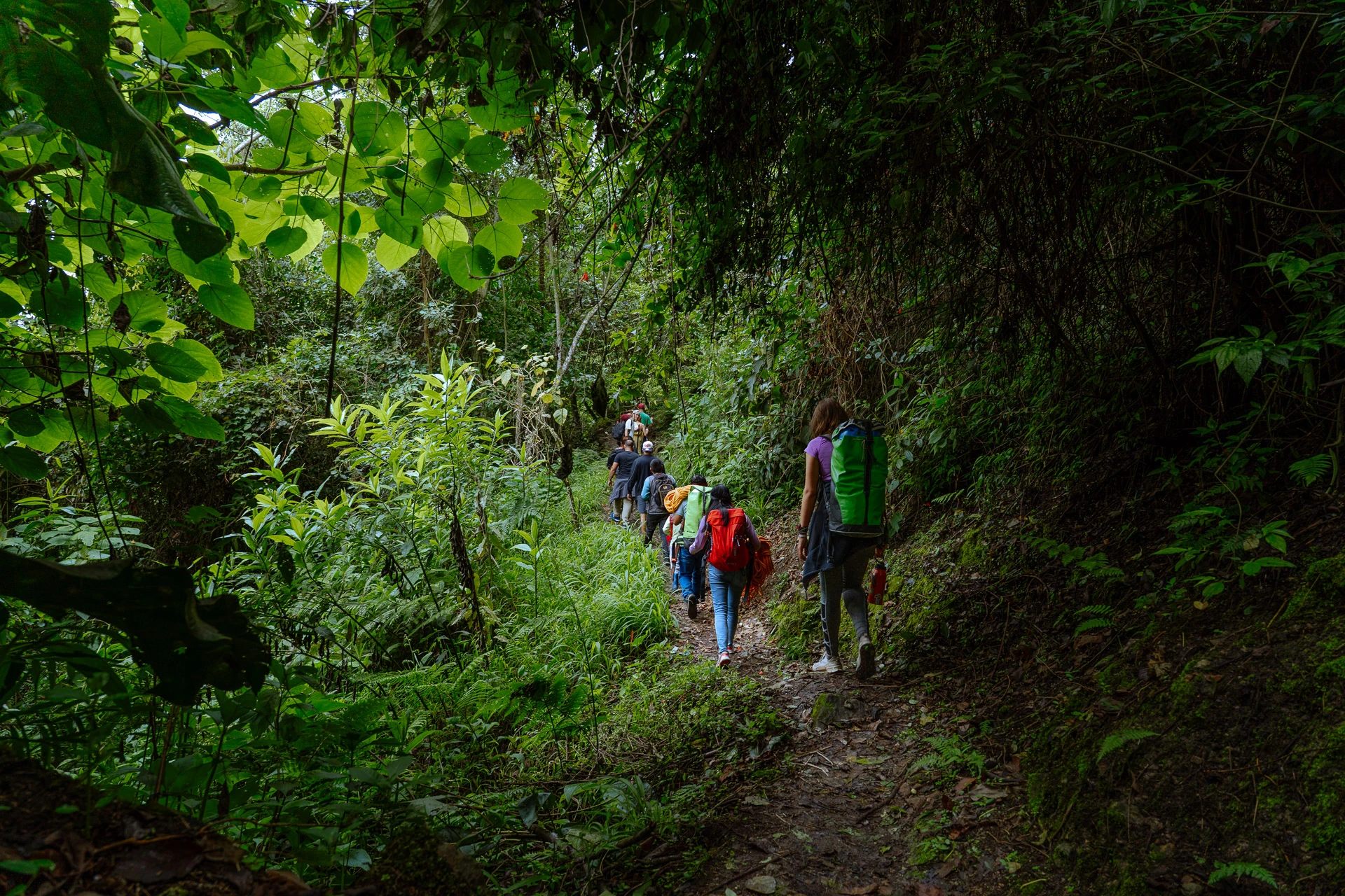 Bosque de Cataratas Yumbilla